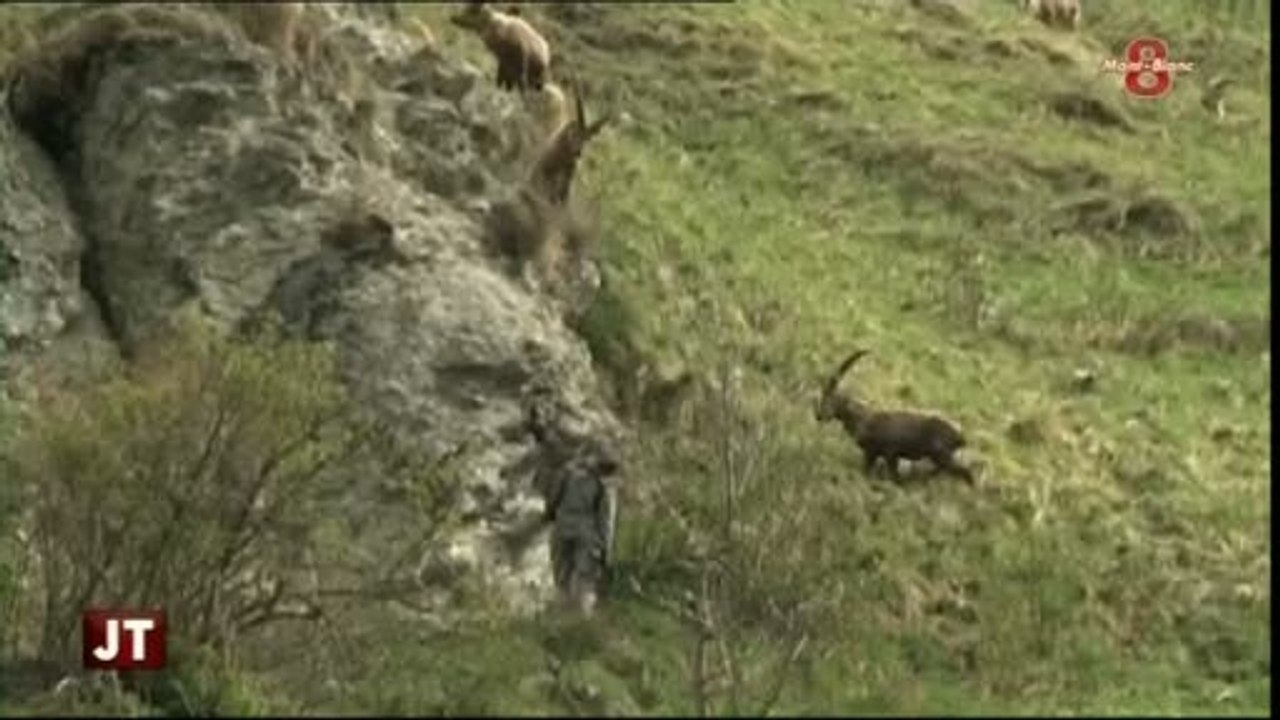 L’abattage des bouquetins du Bargy fait débat (Haute-Savoie)