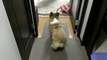 Corgi twerking