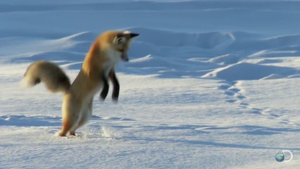 Fox Dives Headfirst Into Snow - North America