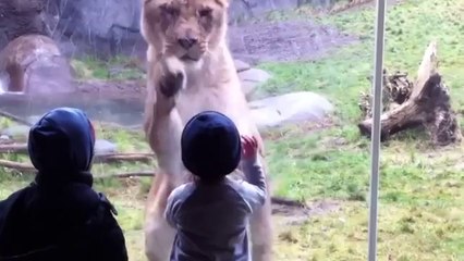 Kids At The Zoo Compilation