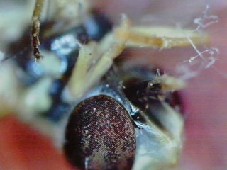 Portable 3inches 5mp Hd Digital Mobile Microscope 1200x Camera Review