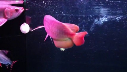 Cá rồng Huyết Long Yuki 1