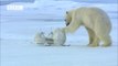 Very funny - Polar Bear wrecks Spy Cameras! - Polar Bear Spy on the Ice (David Tennant)