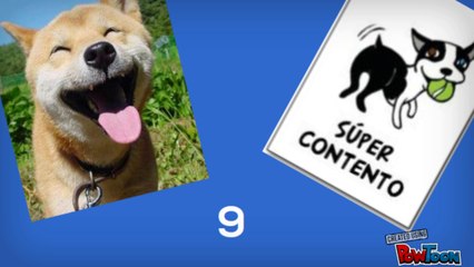 Aprende Como leer el lenguaje corporal canino