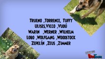 Buenos nombres para perros pastor aleman