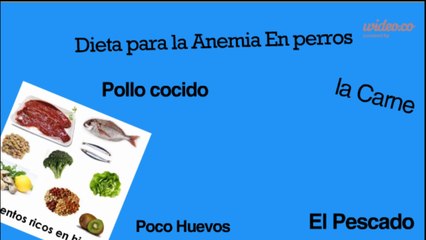 Como prevenir la anemia en perros lo que debes hacer
