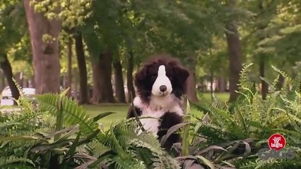 Oyuncak Köpeğe Gerçek Köpek Tepkisi