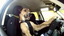 araba süren köpek