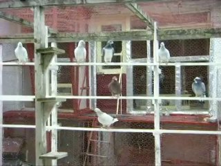 Porumbei de vanzare Medgidia