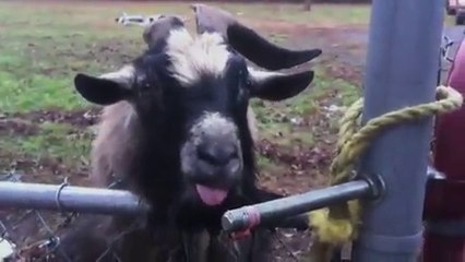 Compilation : Chèvres hilarante  (Goats Are Awesome)