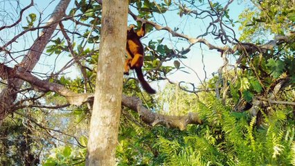 Island of Lemurs: Madagascar IMAX 3D - Trailer