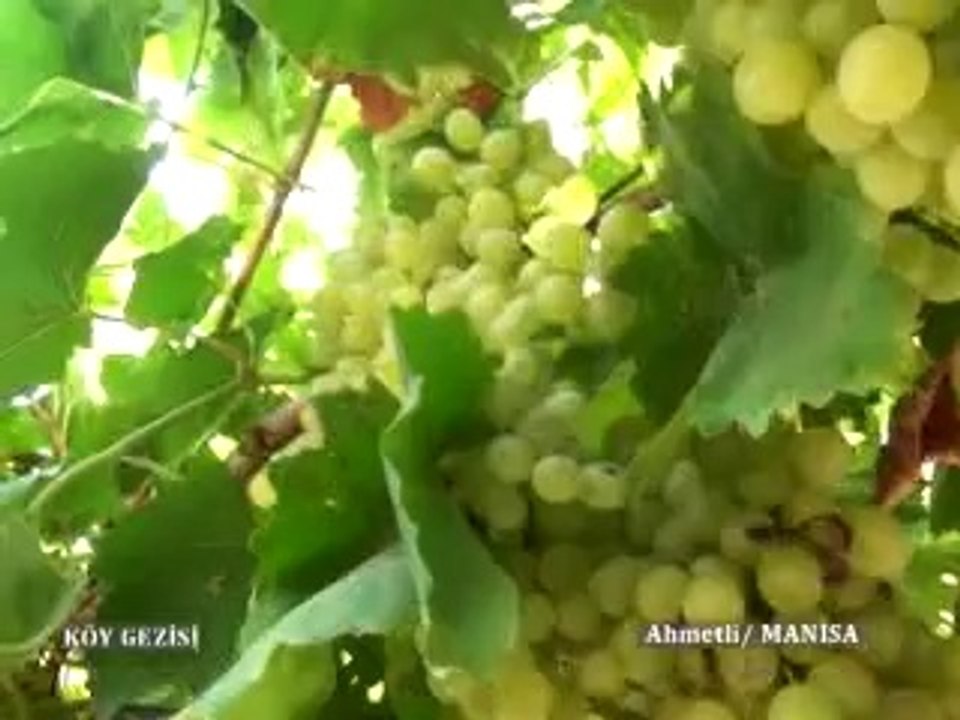 182.Program Ahmetli Manisa üzüm