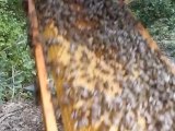 visite de ruche dans le 13