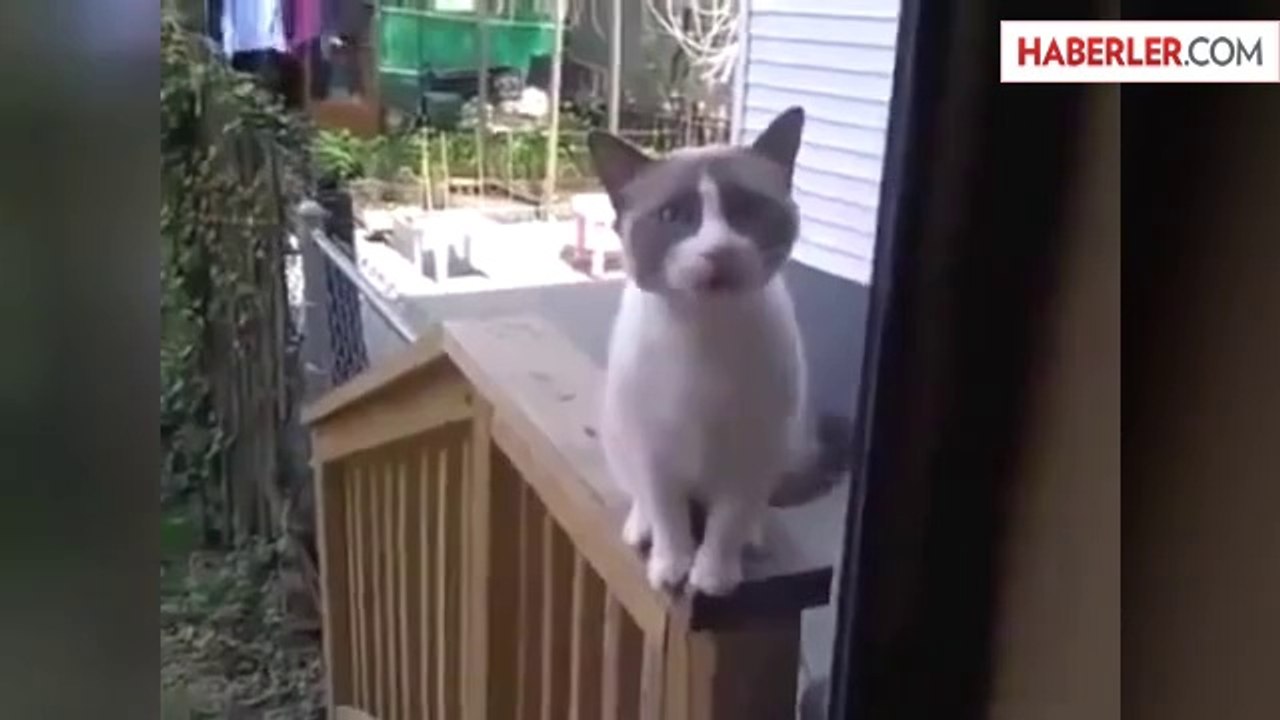 Kapıda Kalan Kedi içeri Girmek İçin Uzun Süre Yalvardı