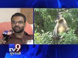 Monkey terror haunts people, Ahmedabad - Tv9 Gujarati