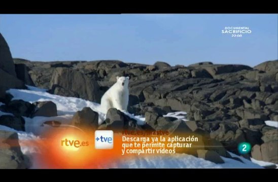 0904150656DVB-TLa2_16 Osos en el Artico 8 de 8