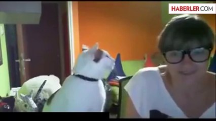 Kendini Zorla Sevdirmek İsteyen Kedi