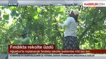 Fındıkta Rekolte Tartışması Büyüyor