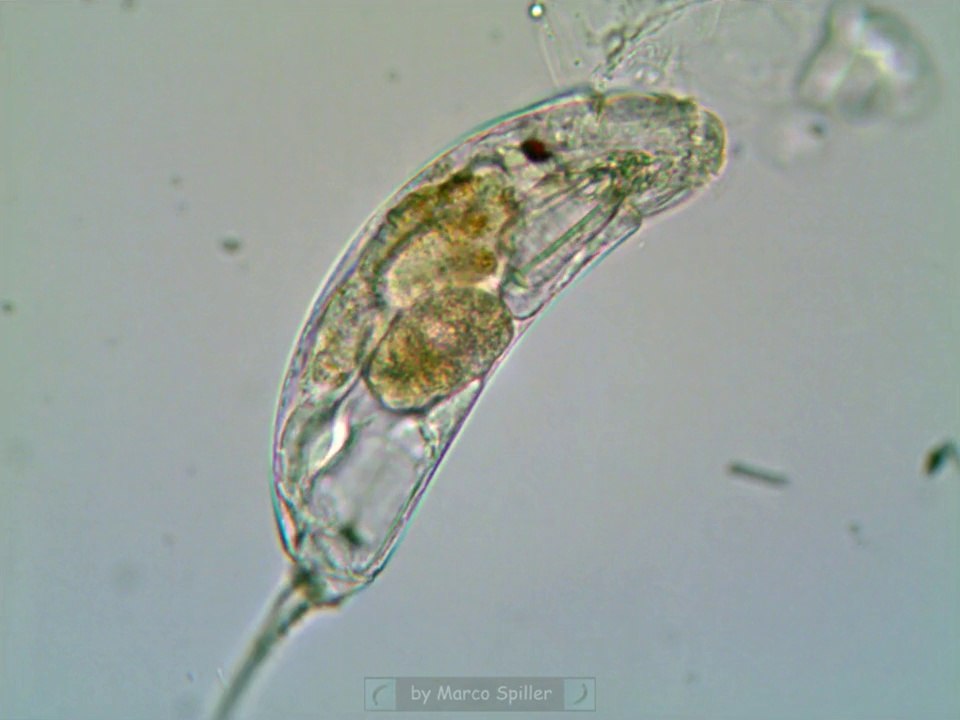 Trichocerca sp