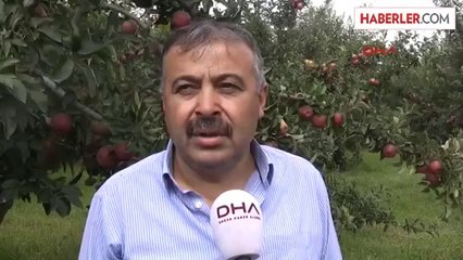 Denizli'de Elma Ağaçları Sökülüyor