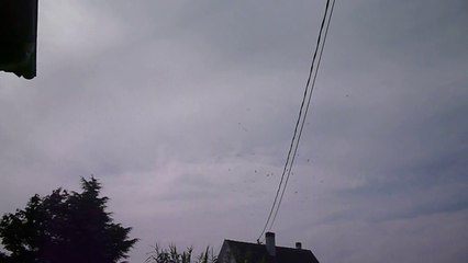 Vol de cigognes à Seltz