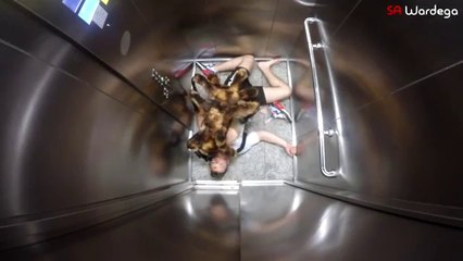 Köpeğe Tarantula Kostümü Giydirip İnsanları Korkutmak!