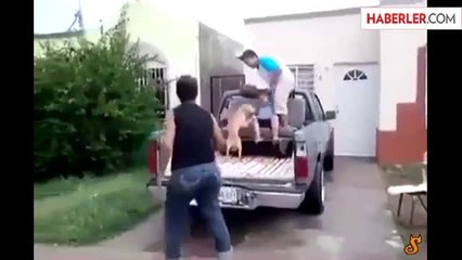 Köpek Korkusu Akrobatik Hareketler Yaptırdı