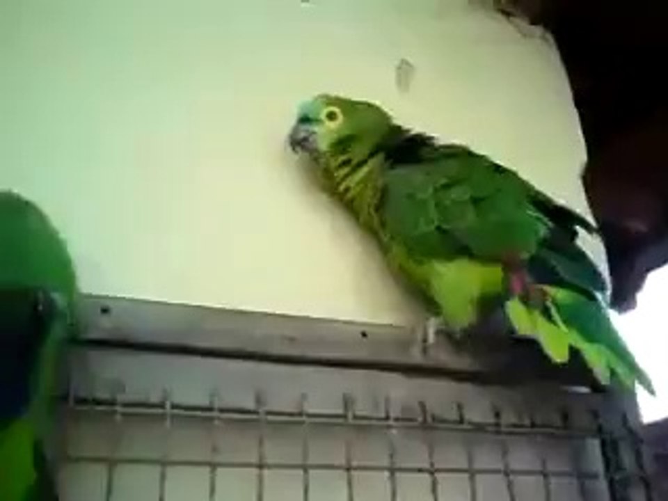 Singing Amazon