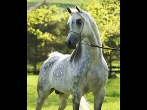 Montage pur sang arabe