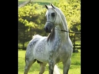 Montage pur sang arabe