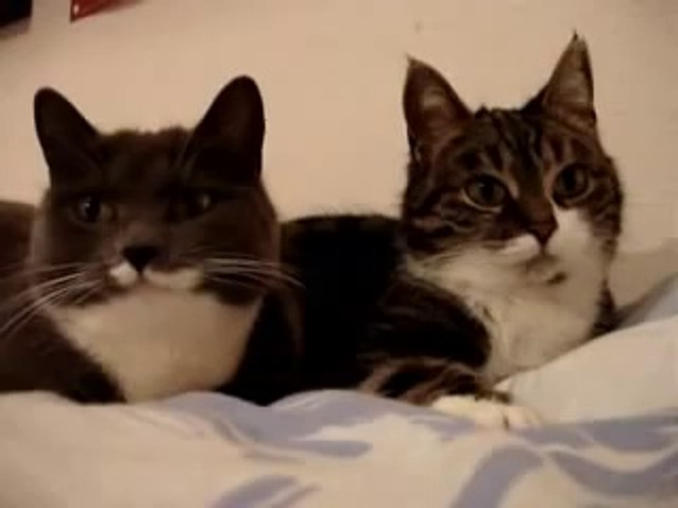 Deux chats discutent ensemble