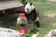 El cumpleaños de la familia panda de Madrid