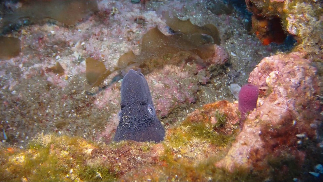 Epave le Grec 06092014