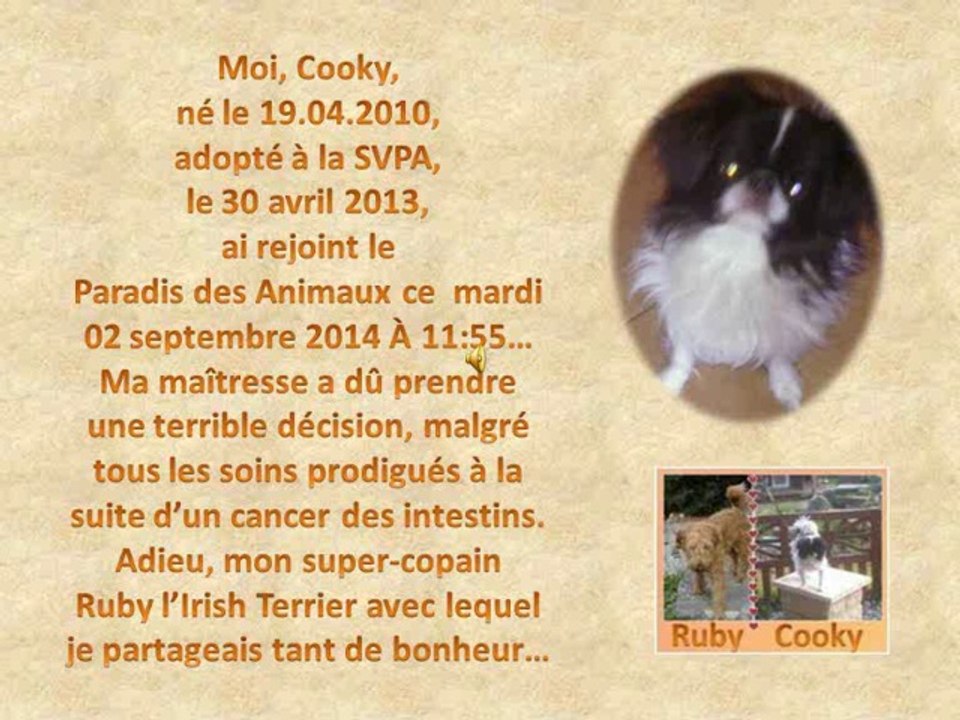 COOKY AU REVOIR _ BIENVENUE ZORRO