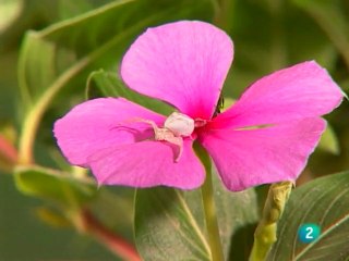 EL JARDÍN VIVIENTE - VIVIR ENTRE FLORES - DOCUMENTAL