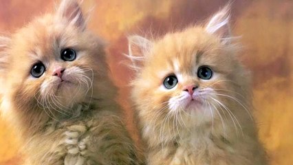 Cat Sounds & Cat Pictures