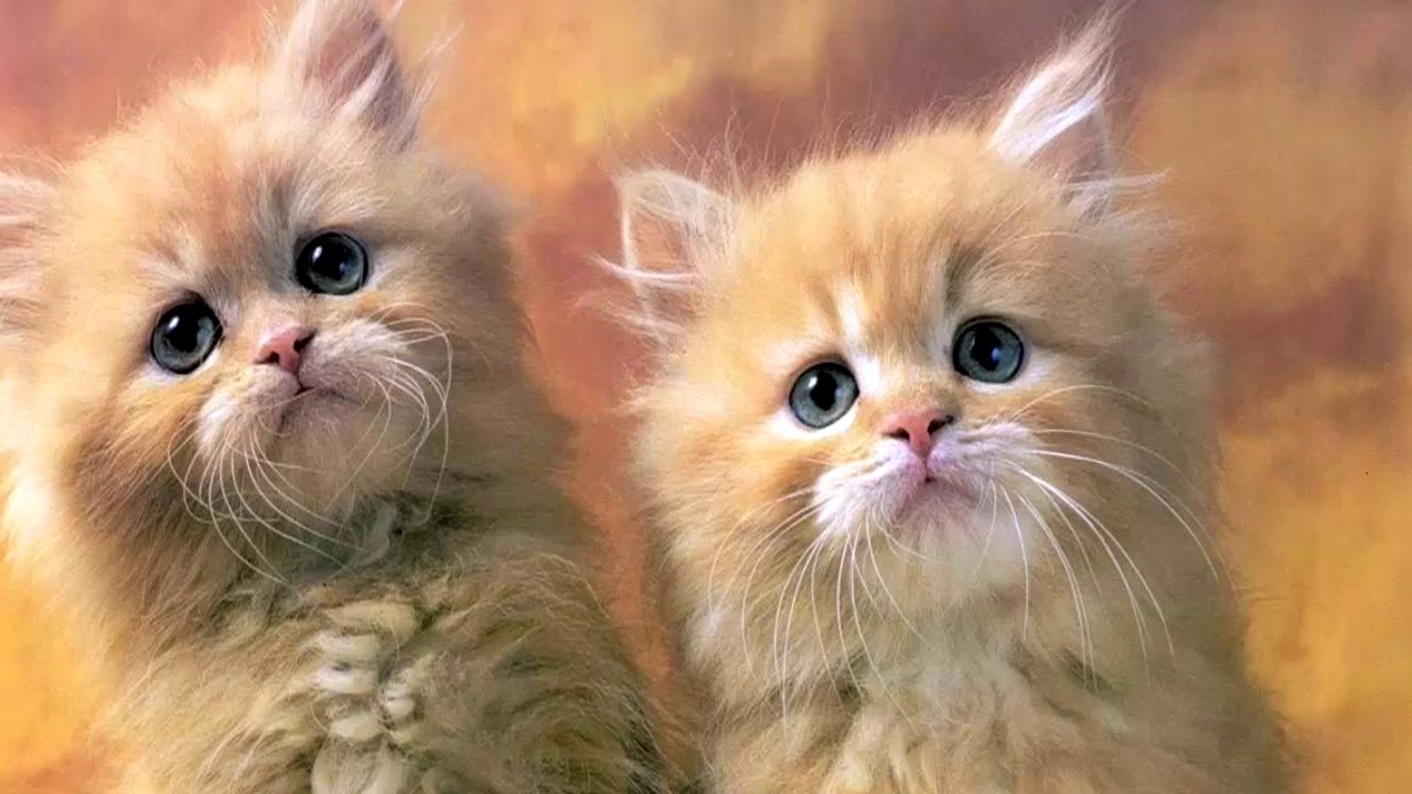 Cat Sounds & Cat Pictures