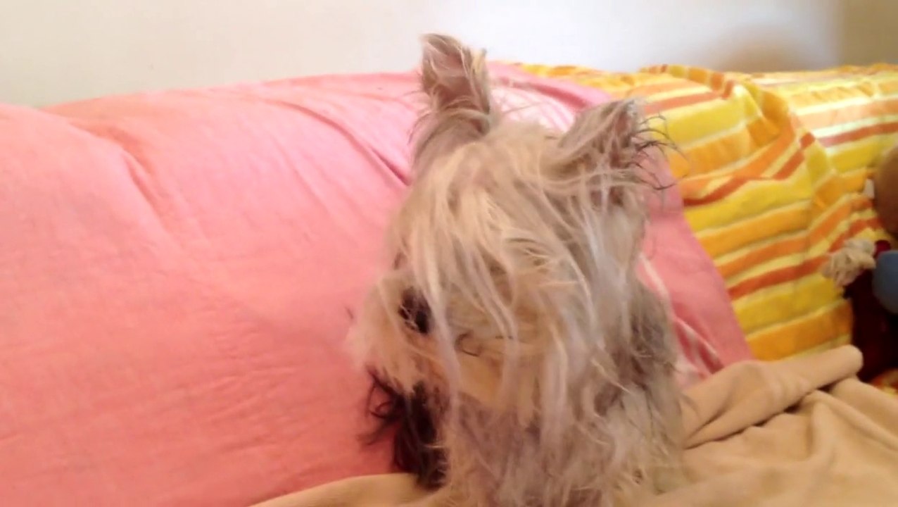Yorkshire Terrier Suzy After Shower