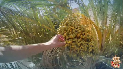 ♛♫♥Faruk Sabanci feat. Jaren - Discover (Zetandel Chillout Mix)(Revero Remix)♥♫♛