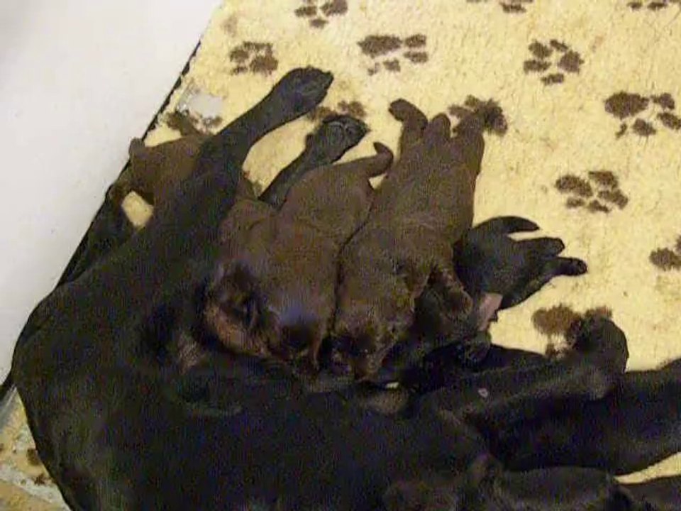 Chiots de Lady le 7 septembre 2014