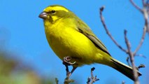 Canary Birdsong - Singing Canary