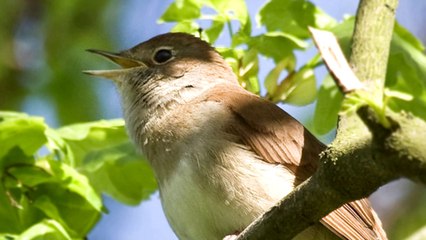 Nightingale Birdsong - Nightingale Sings