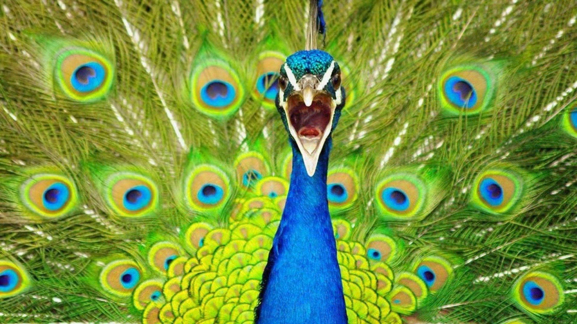Peafowl Peacock Pictures And Sounds Video Dailymotion