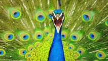 Peafowl - Peacock Pictures and Sounds