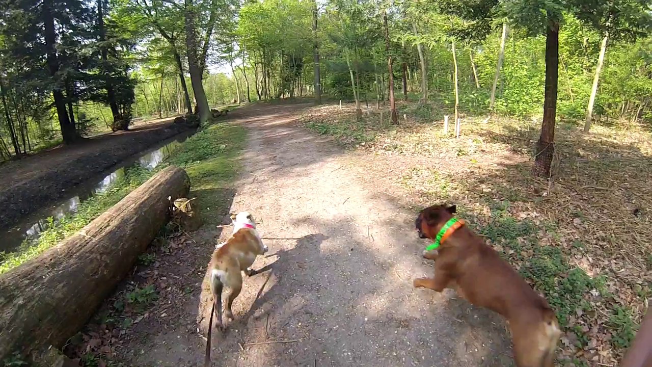 GO DOG