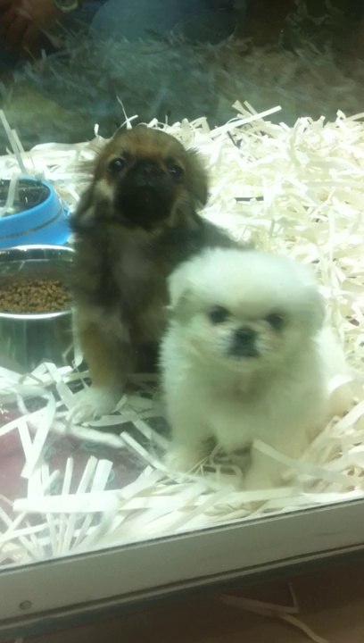 BEYAZ KAHVERENGİ PEKİNEZ