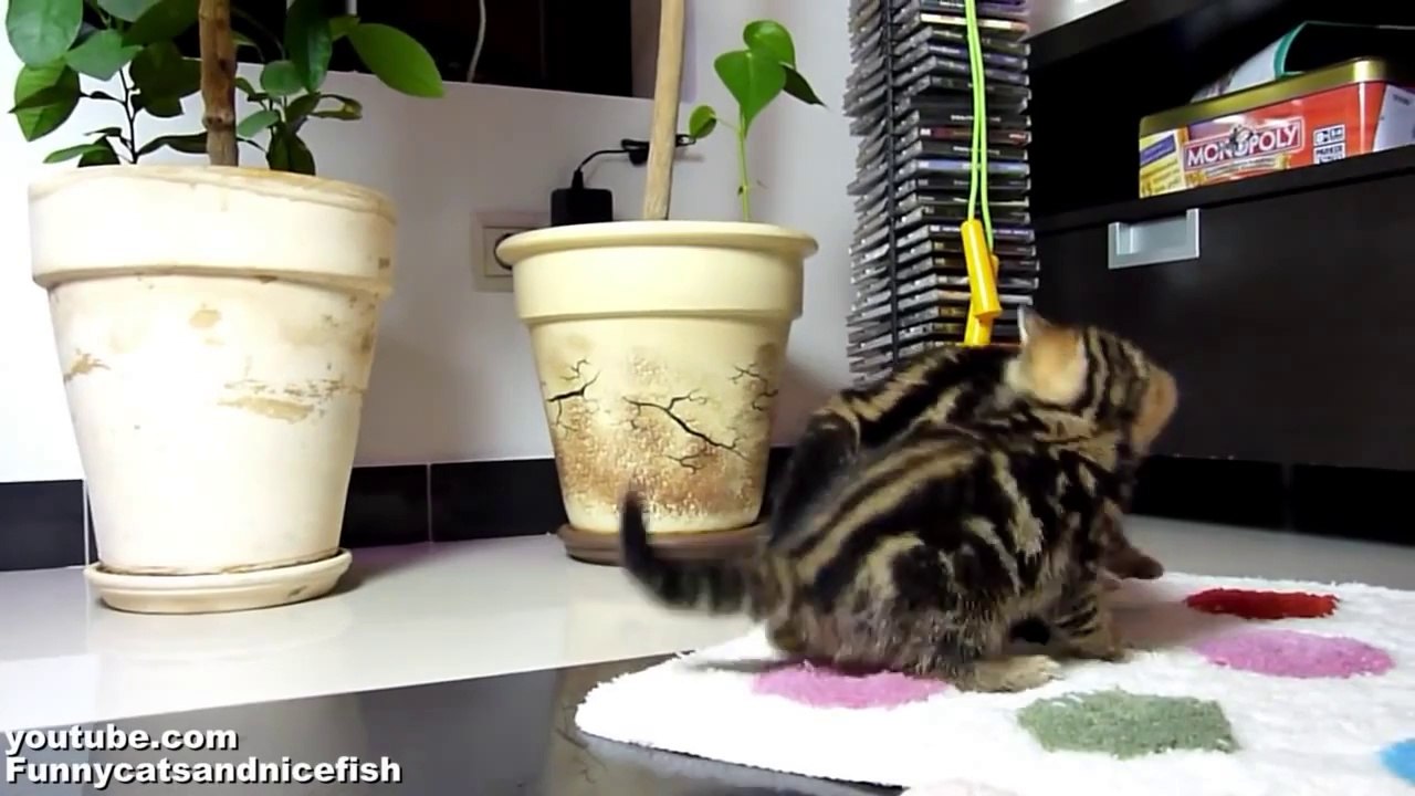 Funny Cats dancing fighting _ Cute Ninja Kittens