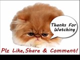 Funny Cats Video - Funny Cat Videos Ever- Funny Videos 2014 - Funny Animals Funny Animal Videos