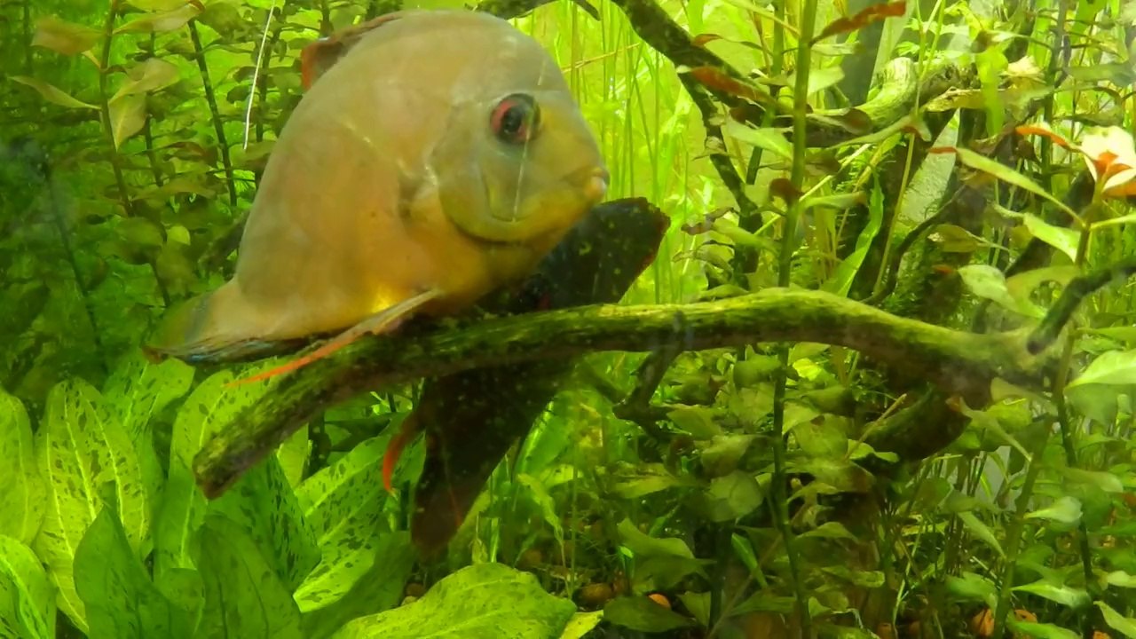 Ponte discus