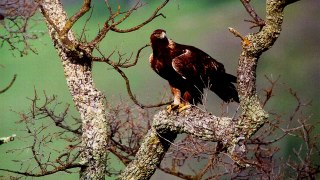 Golden Eagle Sounds and Pictures